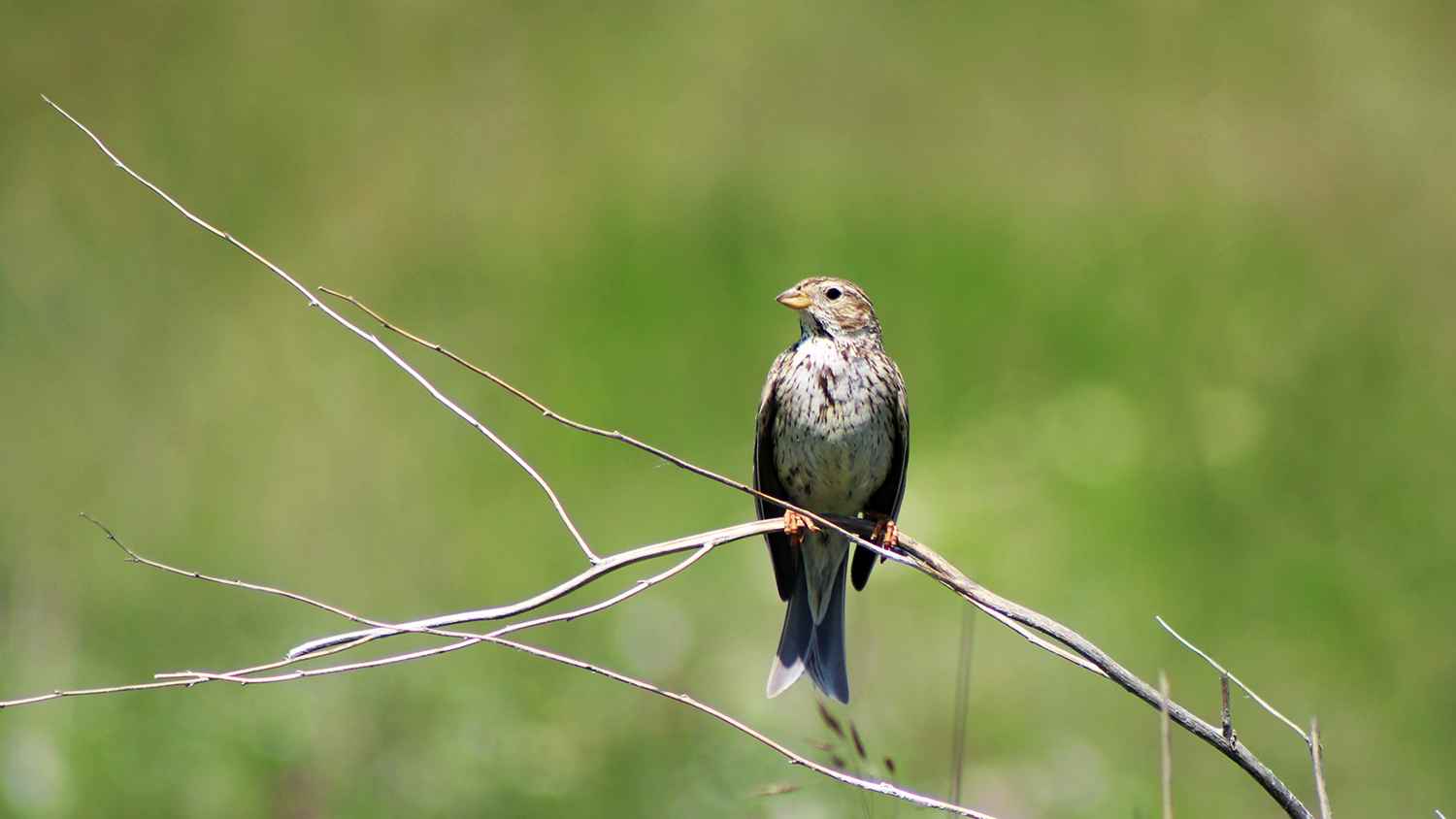 Corn Bunting